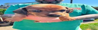 Dachshund 5