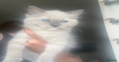 Ragdoll cats - Advert 1