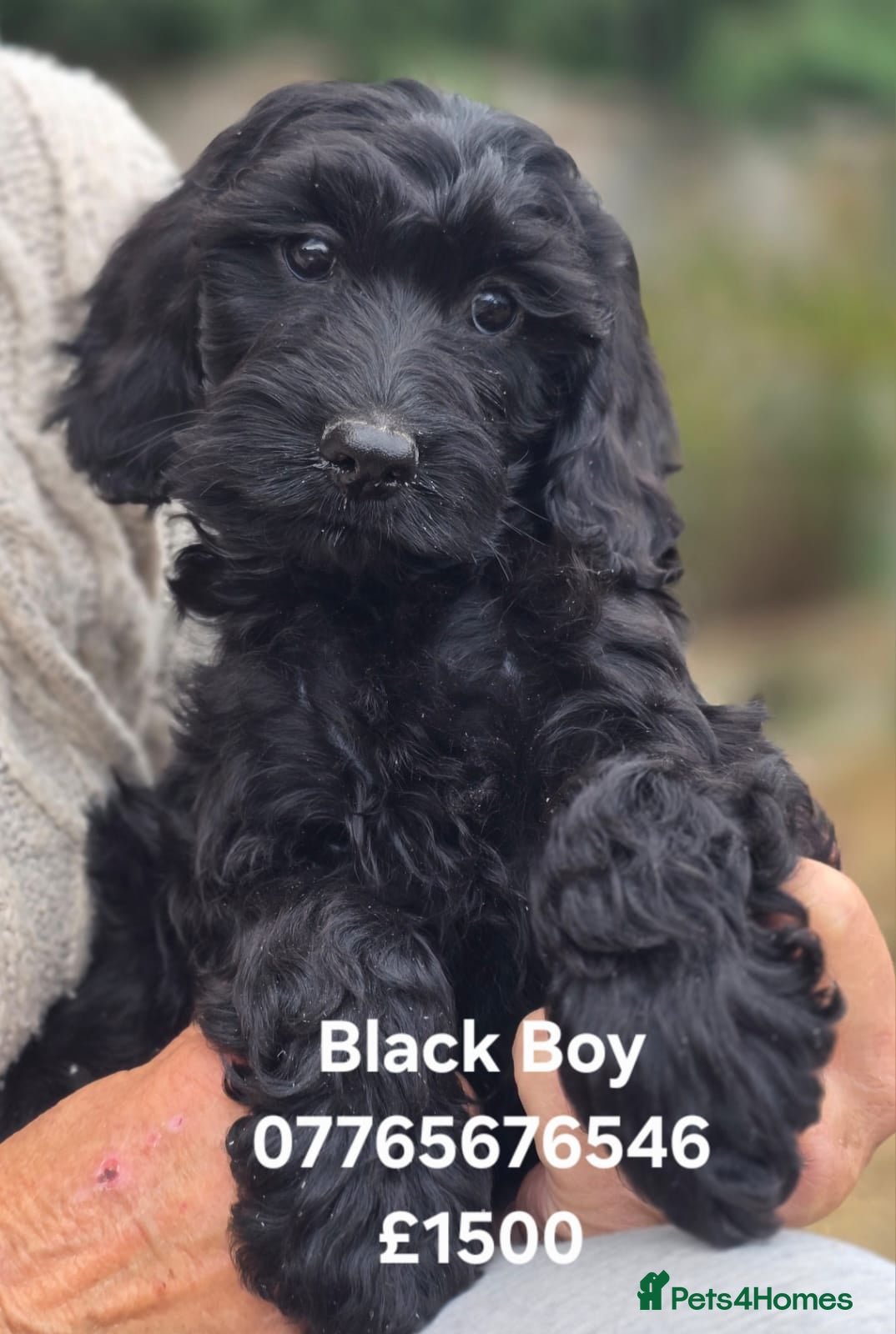 Cockapoo dogs F1 Cockapoo Puppies Ready To Go Domestic Licence - Advert 2