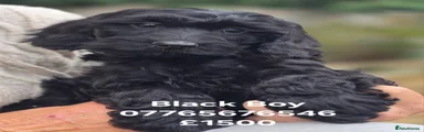 Cockapoo 5