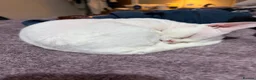 Devon Rex cats for stud: Superb Proven Devon Rex Stud  - Advert 4