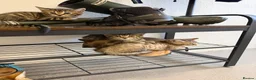 Bengal cats for sale: Beautiful Bengal x kittens  - Advert 7