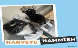 Mixed Breed cats for adoption: The “Old Married Couple” - Image 2
