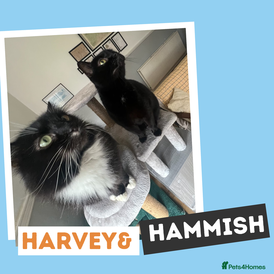 Mixed Breed cats for adoption: The “Old Married Couple” - Image 2