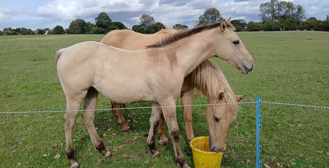 American Quarter horses for sale: Stunning Quarter horse colt - Image 5