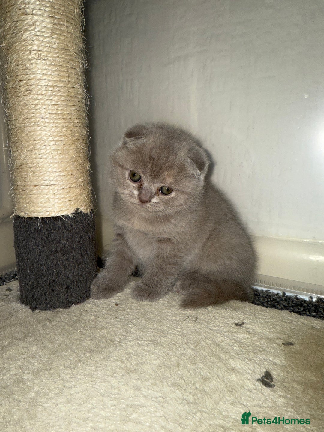 Scottish Fold cats for sale: 3 Adorable Scottish Fold Kittens🩷💙🩷 - Image 21