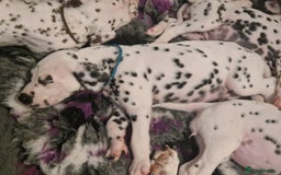 Dalmatian dogs for sale: KC dalmatian puppies READY on 1st August  in Ferndale - Image 8