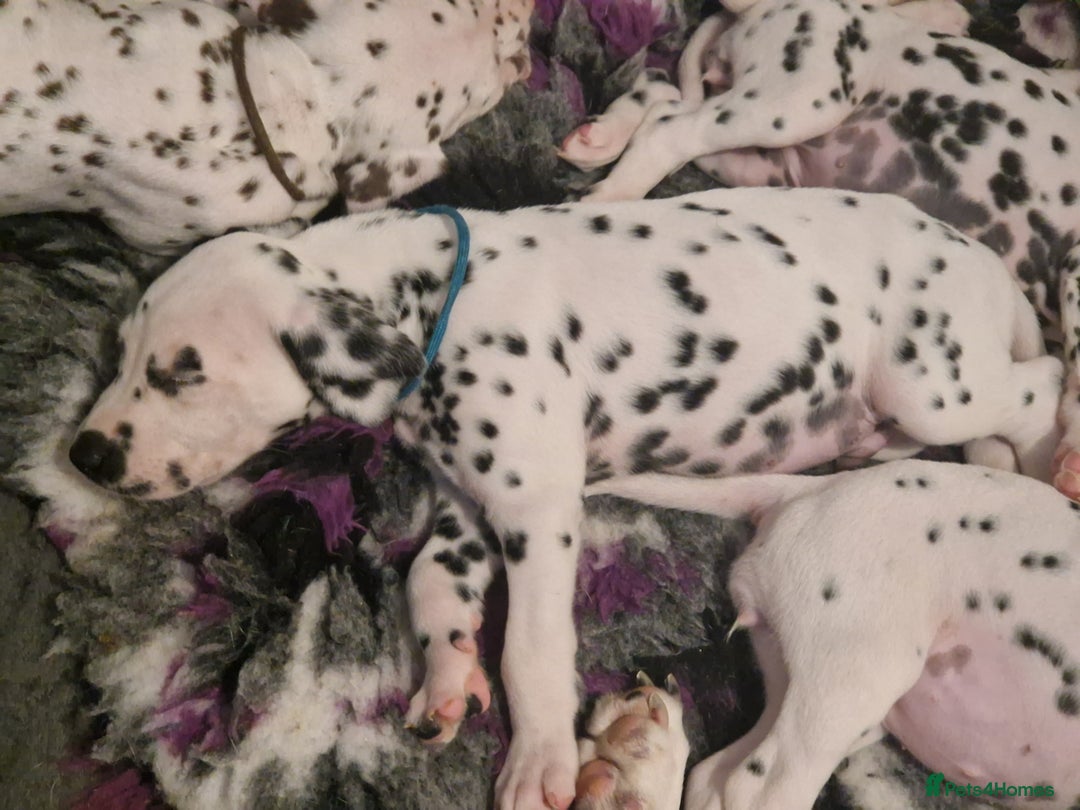 Dalmatian dogs for sale: KC dalmatian puppies READY on 1st August  in Ferndale - Image 8