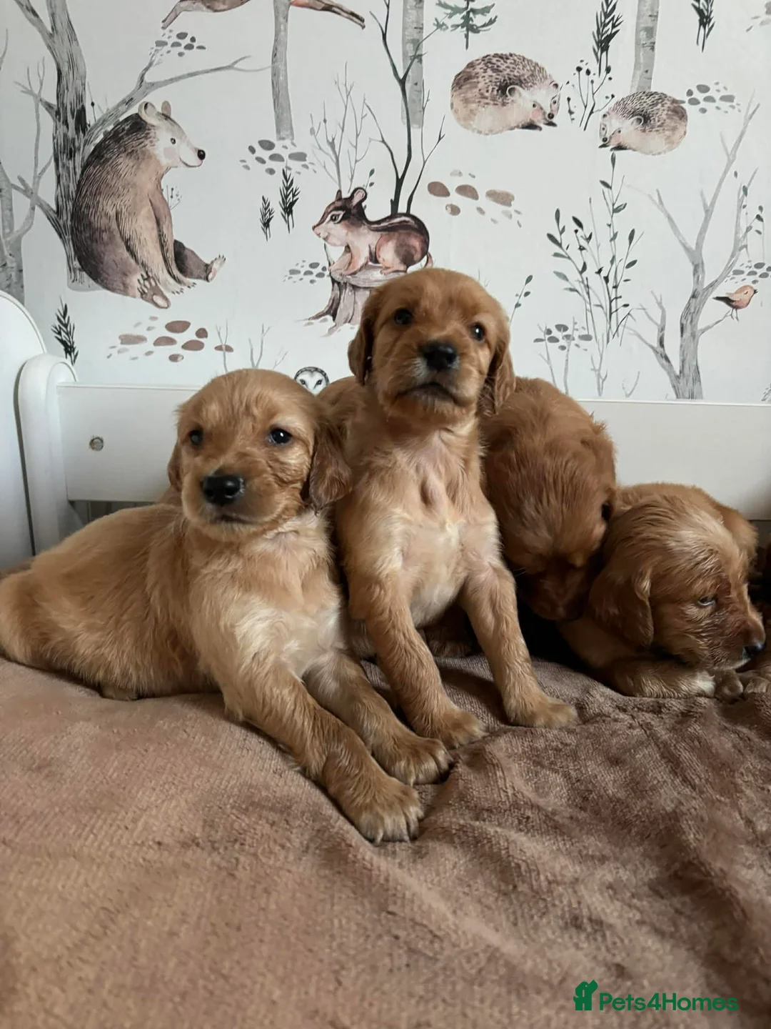 Mixed Breed dogs for sale: Irish Setter cross Afghan Hound - Advert 2