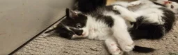 Mixed Breed cats for sale: 3 Fluffy kittens are ready for new homes in Bristol - Advert 5