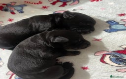 Mixed Breed dogs for sale: Gorgeous jackapoo puppies boy and girl  - Image 2