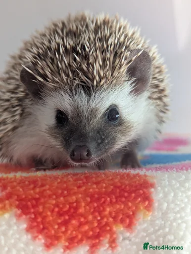 Gallery Image {{count}}