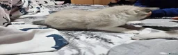 Mixed Breed cats for sale: 🐾 6 Beautiful Kittens Looking for Loving Homes - Advert 21