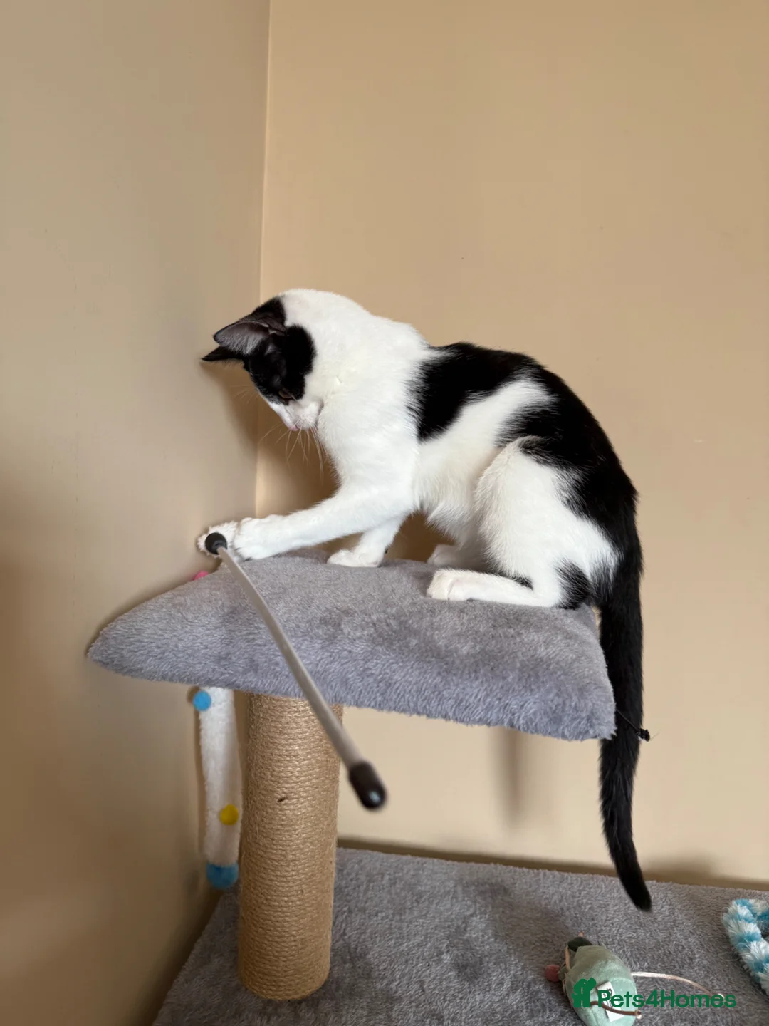 Mixed Breed cats for sale: Kitten for Rehoming – 5 Months Old - Advert 4