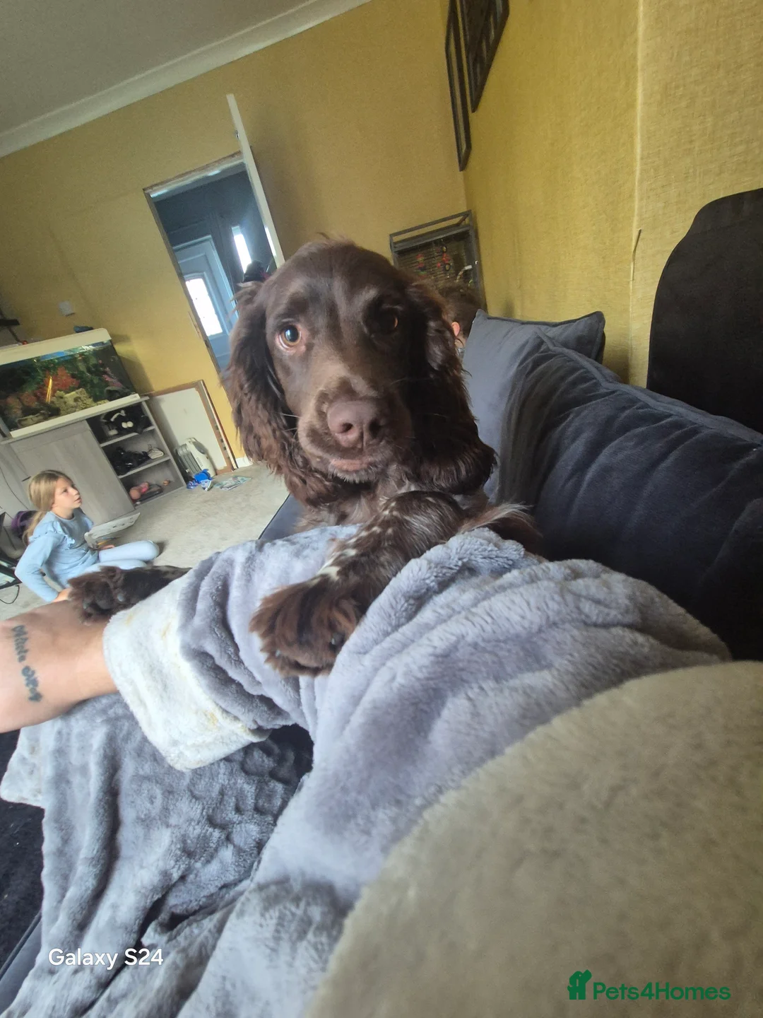 Cocker Spaniel dogs for sale: Cocker spaniel girl - Advert 5