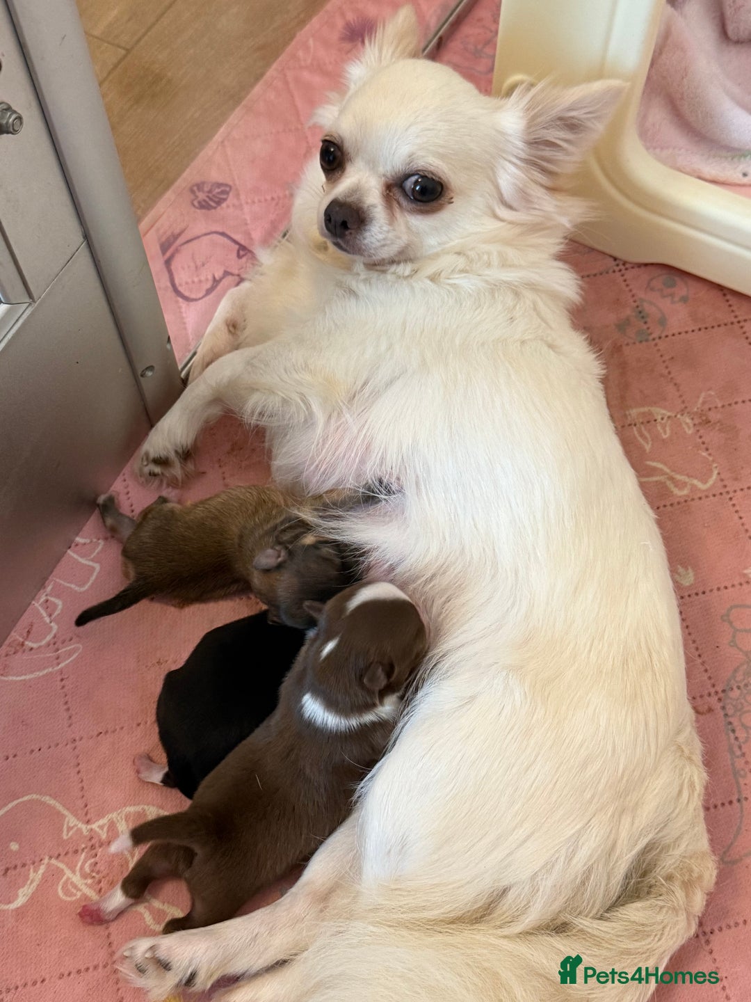 Chihuahua dogs for sale: Last show quality KC long coat Boy  - Advert 17