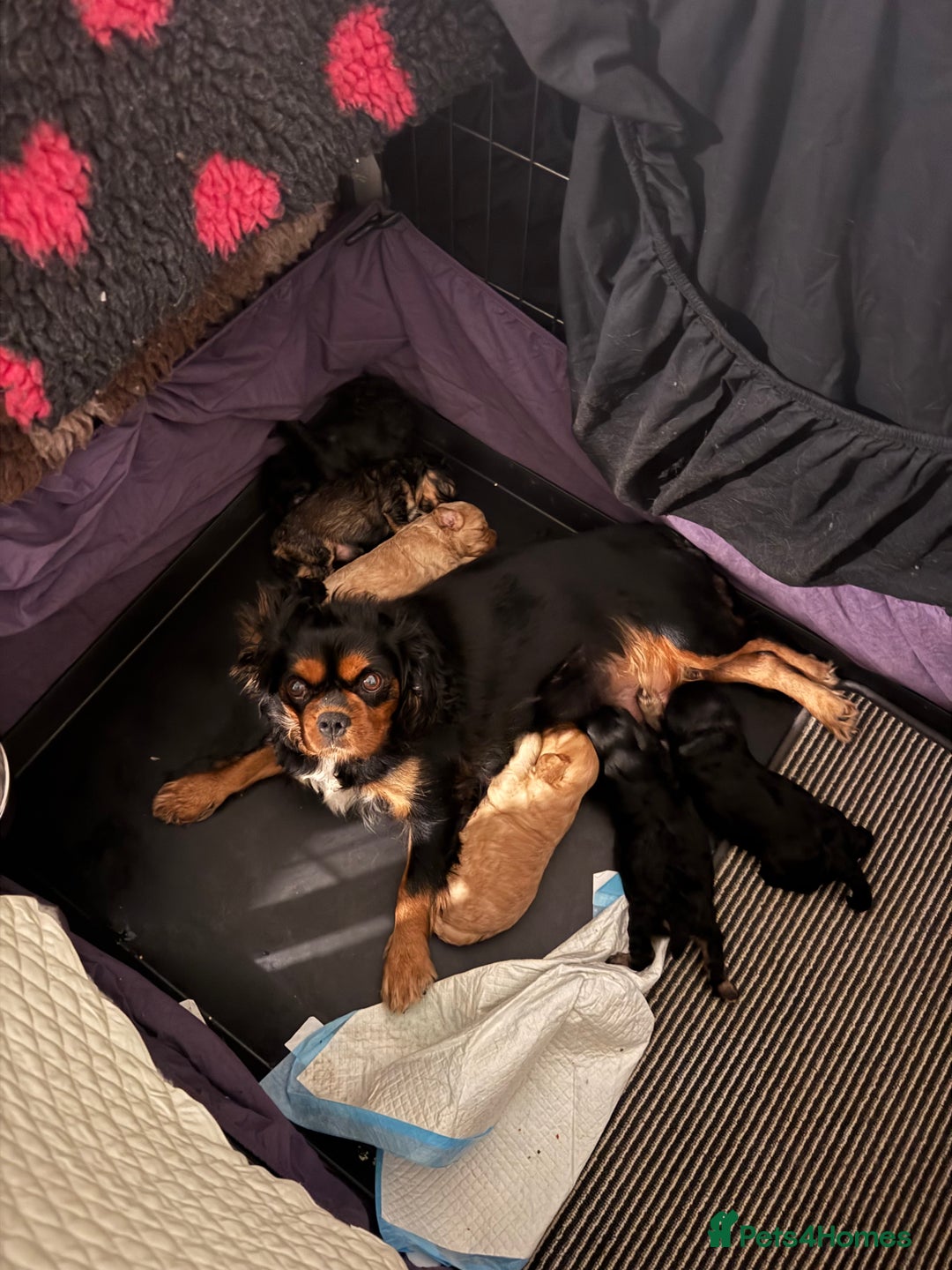Cavapoo dogs for sale: 6 gorgeous extensively health tested cavapoo’s - Image 16