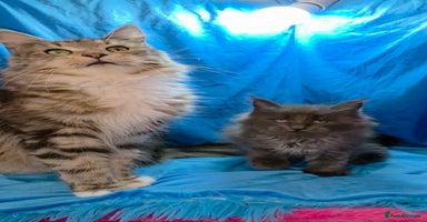 Maine Coon cats - Advert 10