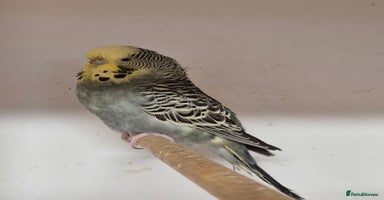 Budgerigars birds - Advert 2