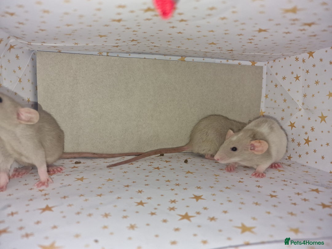 Rat rodents for sale: Baby dumbo rats - Advert 8