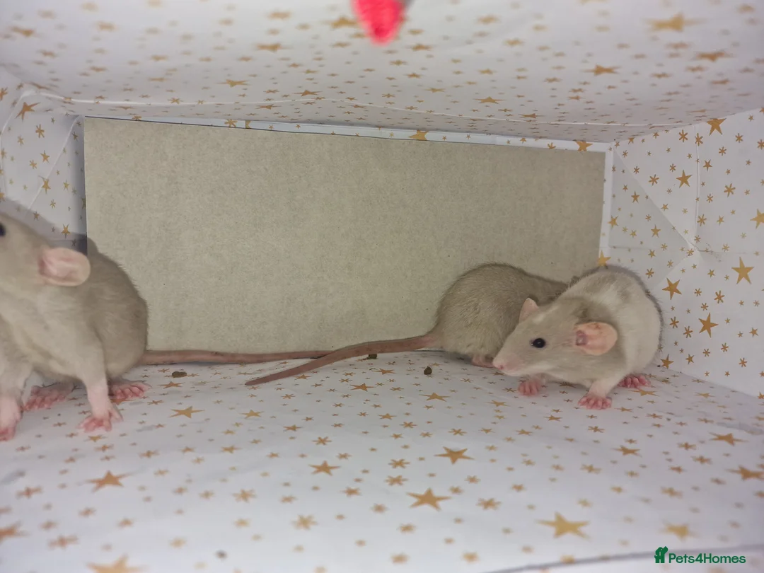 Rat rodents for sale: Baby dumbo rats - Advert 8