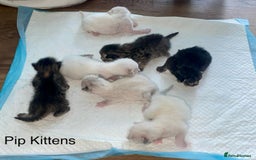 Mixed Breed cats for sale: Last little girl wanting forever home - Advert 14