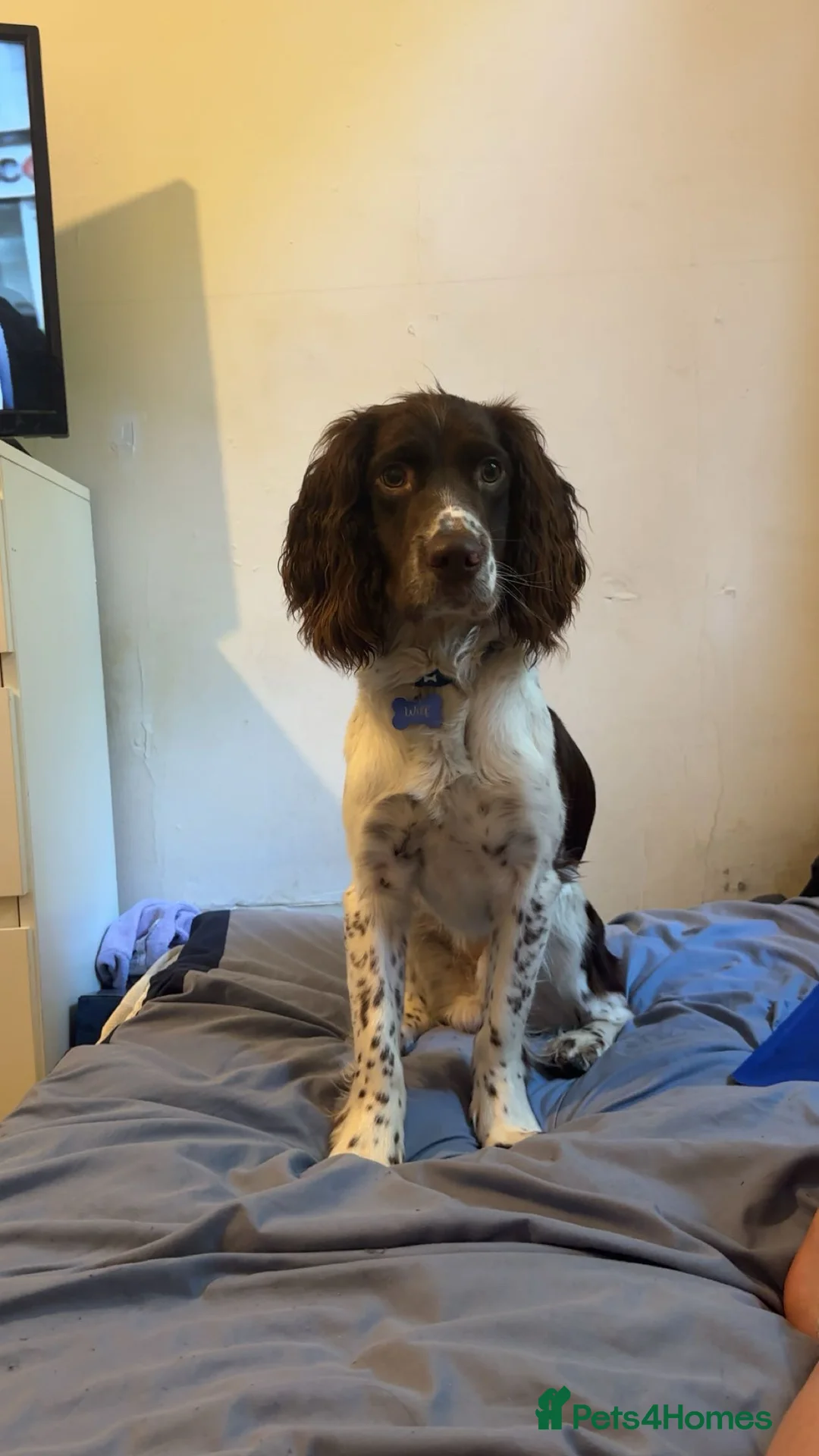 English Springer Spaniel dogs for stud: English Springer Male for Stud - Advert 2