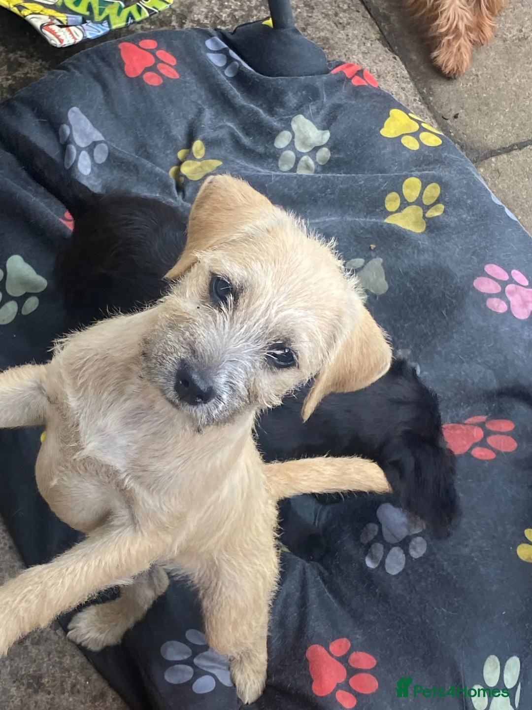 Jug dogs for sale: Just 2 stunning bundles of joy left 🐶 - Advert 2
