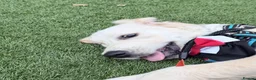 Golden Retriever dogs for sale: Golden Retriever Puppy Looking For Loving Home - Advert 7