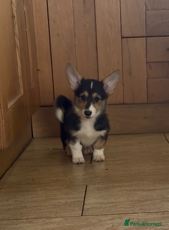 Welsh Corgi Pembroke dogs ✨KC Registered Welsh Pembrokeshire Corgi Puppies✨ - Advert 2
