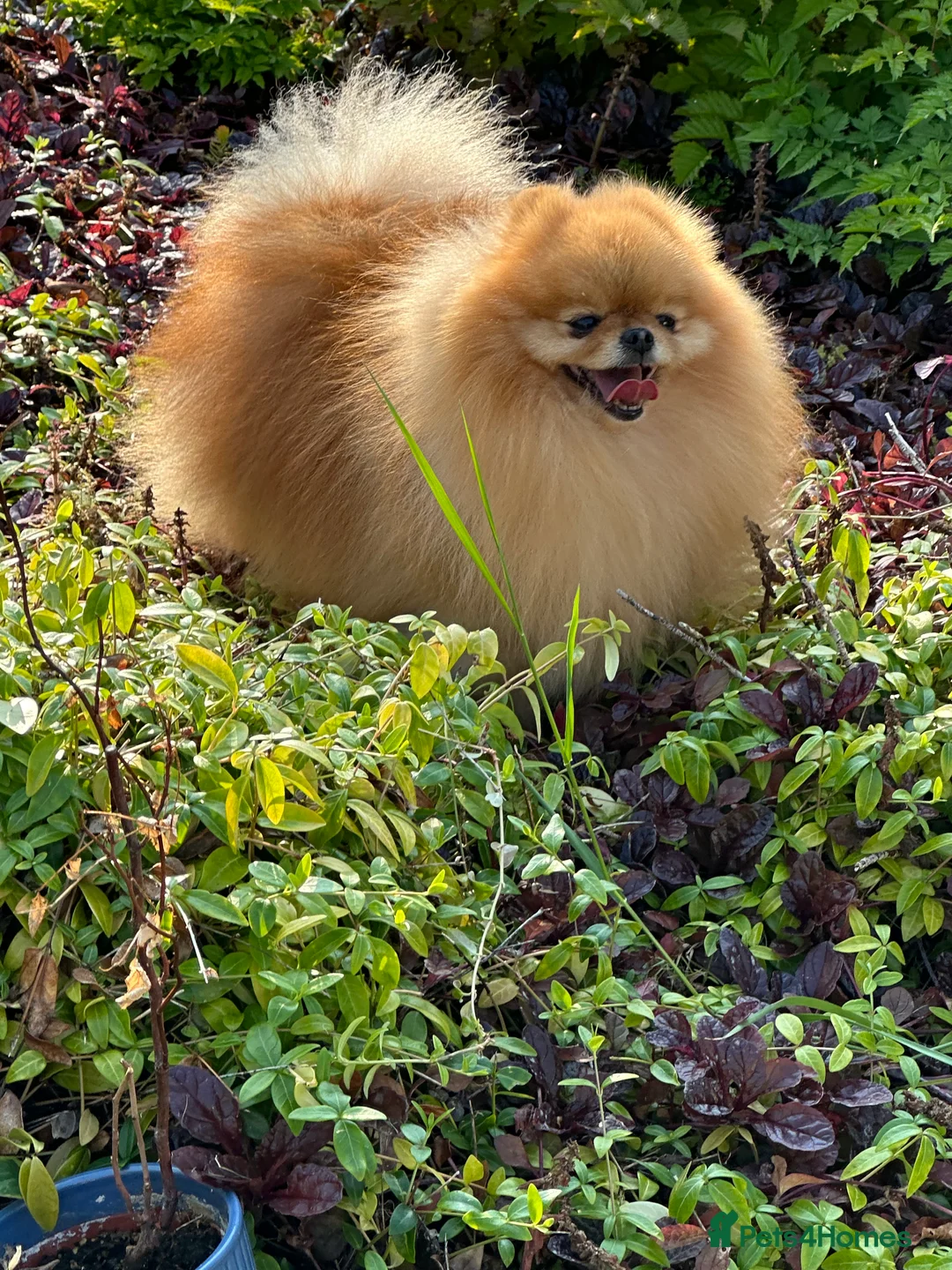 Pomeranian dogs for stud: Absolutely stunning tiny orange sable stud boy in Lanark - Advert 9