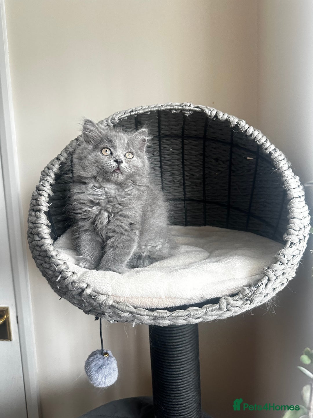 Scottish Fold cats for sale: Cute Scottish kittens READY to go  - Image 14