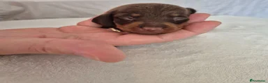 Brown G