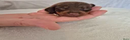 Miniature Dachshund dogs for sale: 🖤 Stunning Miniature Dachshunds 🖤 - Advert 10