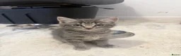 European cats for sale: Kitens - Advert 9