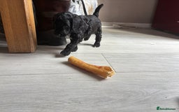Cockapoo dogs for sale: 1 male black and white cockapoo left for sale - Image 3