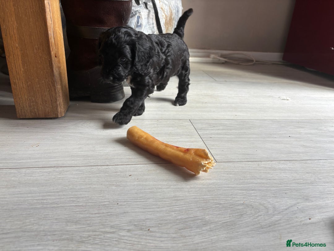 Cockapoo dogs for sale: 1 male black and white cockapoo left for sale - Image 3