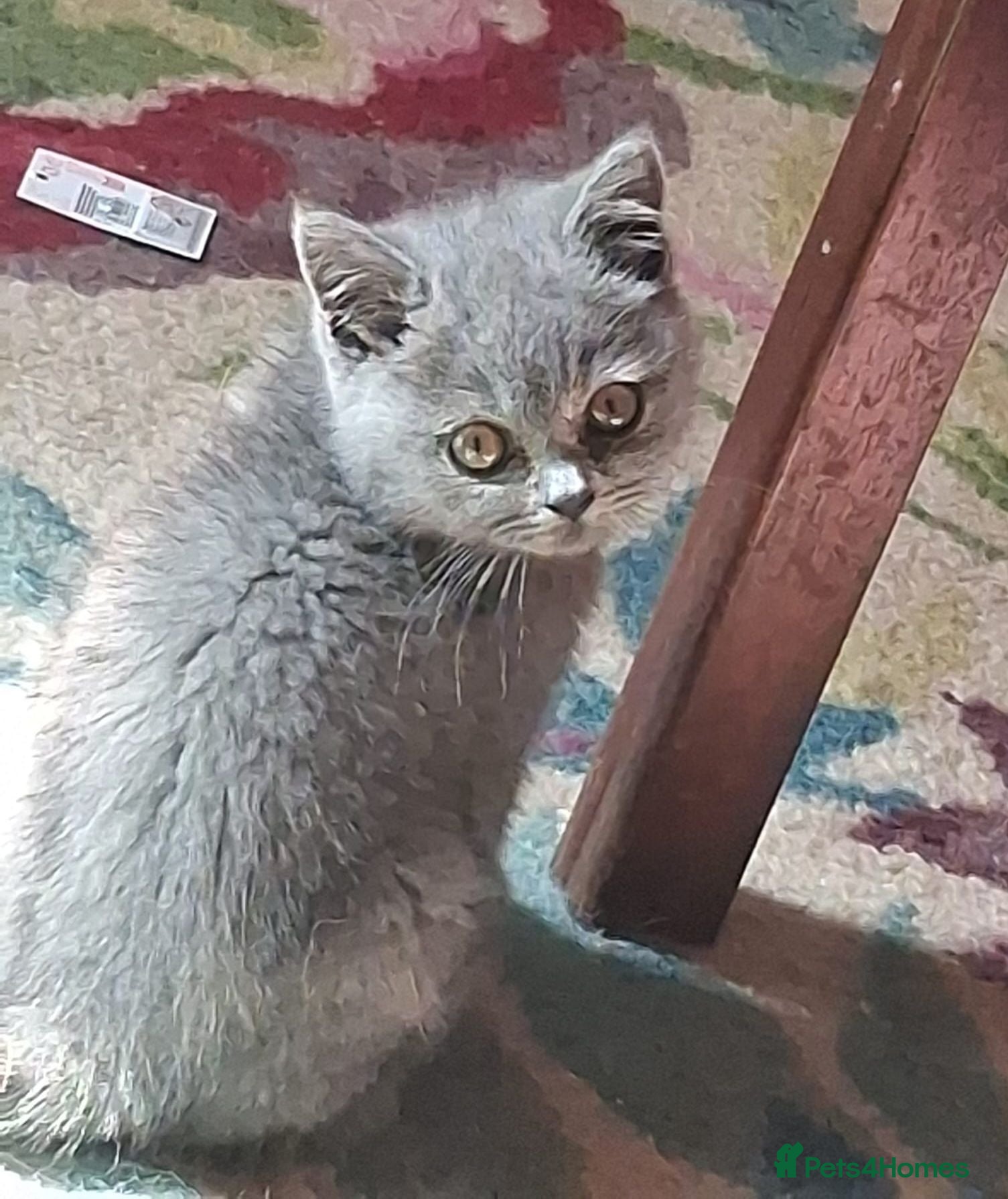British Shorthair cats Gorgeous British short-hair kittens  - Advert 2
