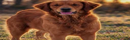 Golden Retriever dogs for sale: Outstanding litter of beautiful health tested pups - Advert 4