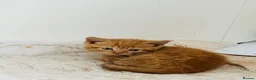 British Longhair cats for sale: Kittens - Advert 8