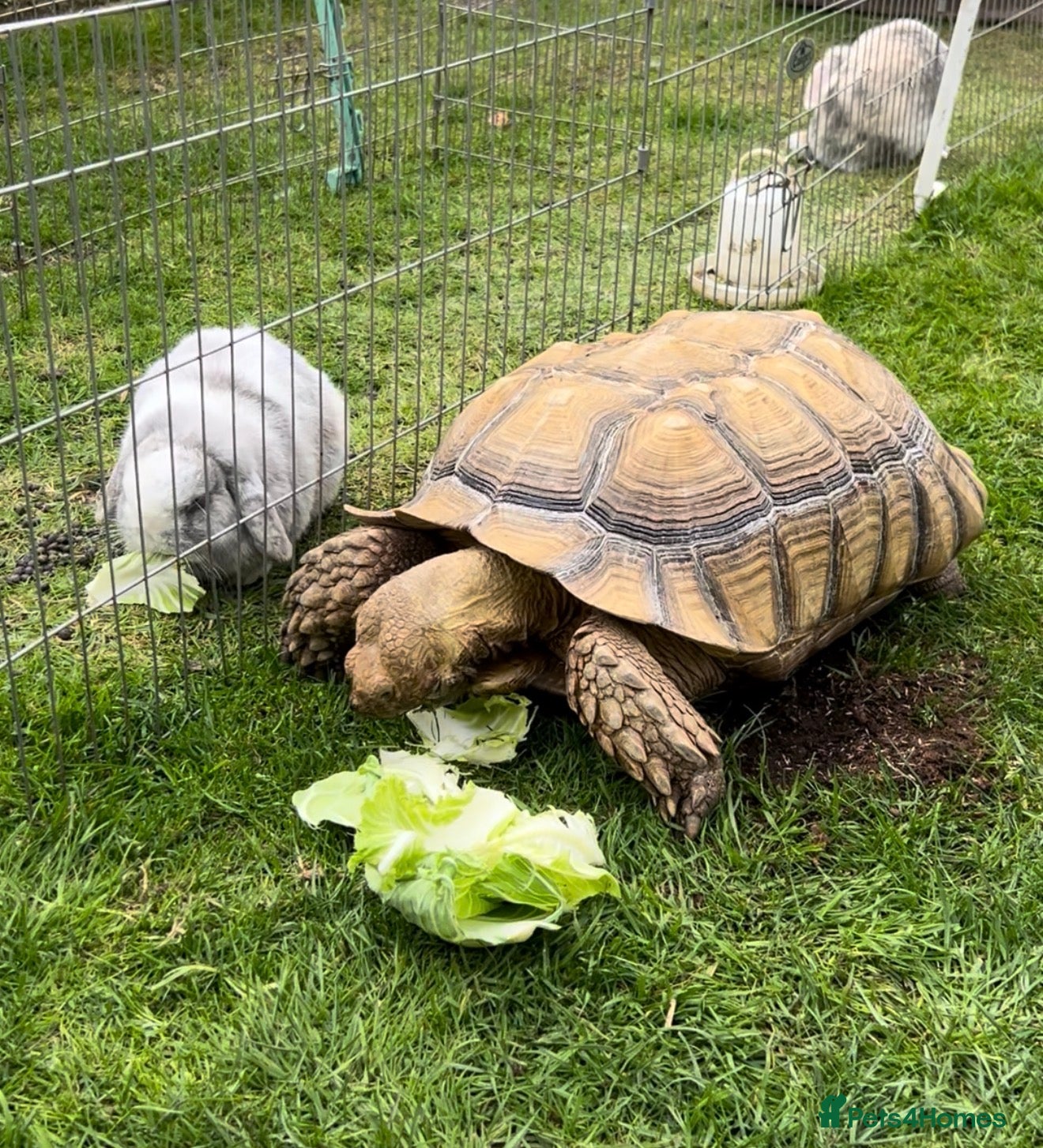 Tortoise reptiles African spur thigh sulcata tortoise  - Advert 1