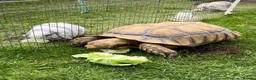 Tortoise reptiles for sale: African spur thigh sulcata tortoise  - Advert 1