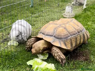 Tortoise reptiles African spur thigh sulcata tortoise - Advert 1