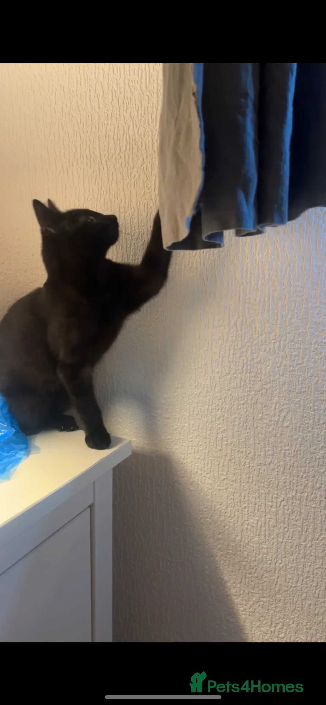 Bombay cats for sale: Female Bombay Black Kitten - Advert 3