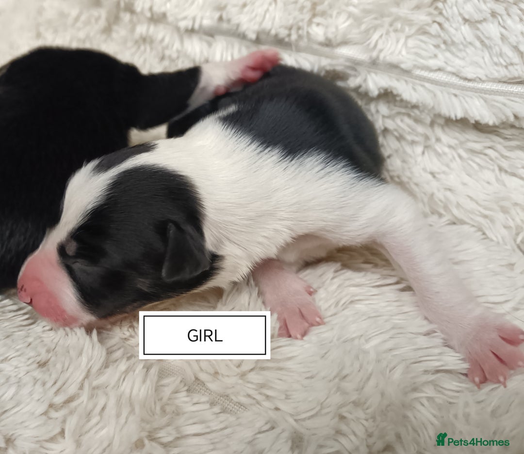 Border Collie dogs for sale: Border collie puppies B/W  - Advert 4