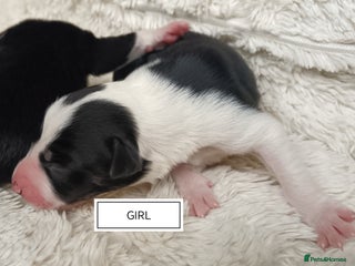 Border Collie dogs - Advert 11