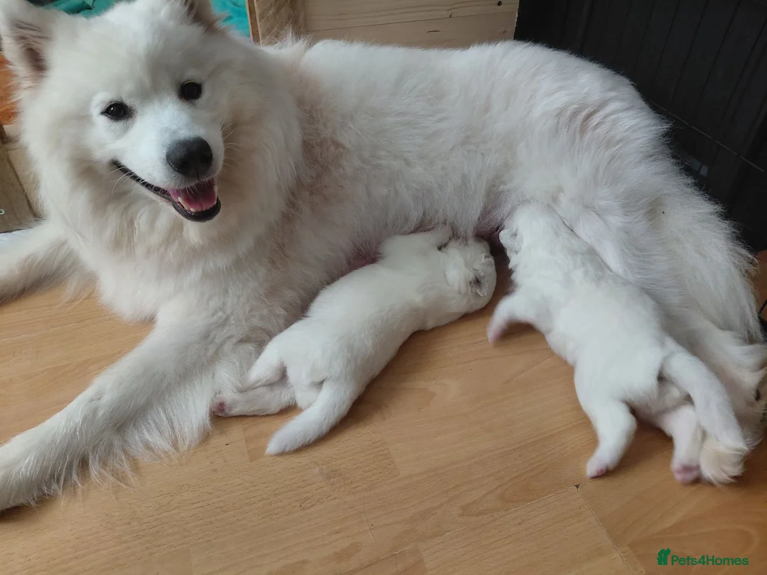 Samoyed dogs for sale: Fluffy Samoyed Puppies 🐾 - Advert 1