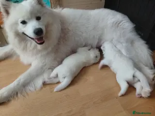 Samoyed dogs Fluffy Samoyed Puppies 🐾 - Advert 9