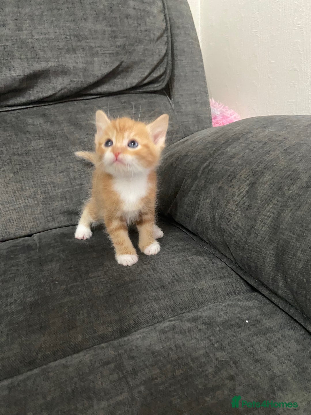 Mixed Breed cats for sale: Mixed kittens ready to go early december - Image 3