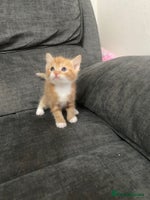 Mixed Breed cats - Advert 3